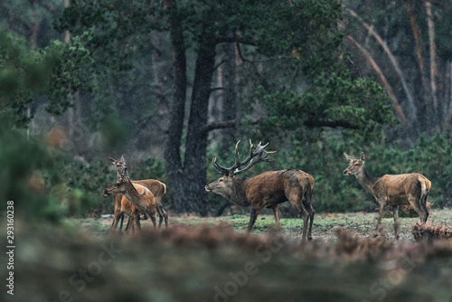 Red deer stag and group of females in rain.