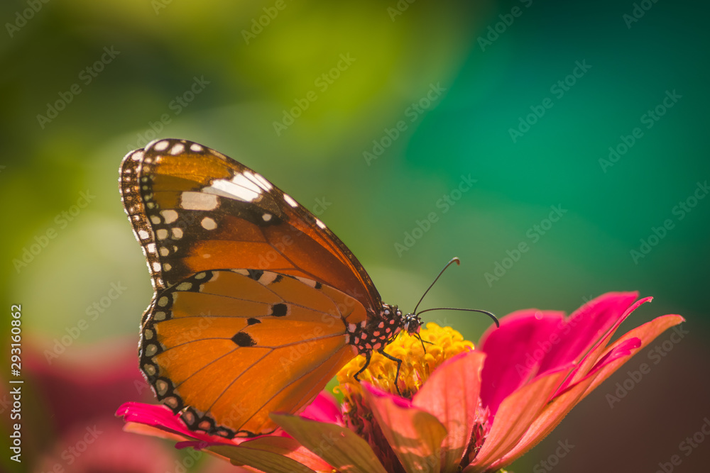 Obraz premium Monarch Butterfly On Daisy Flower In The Garden