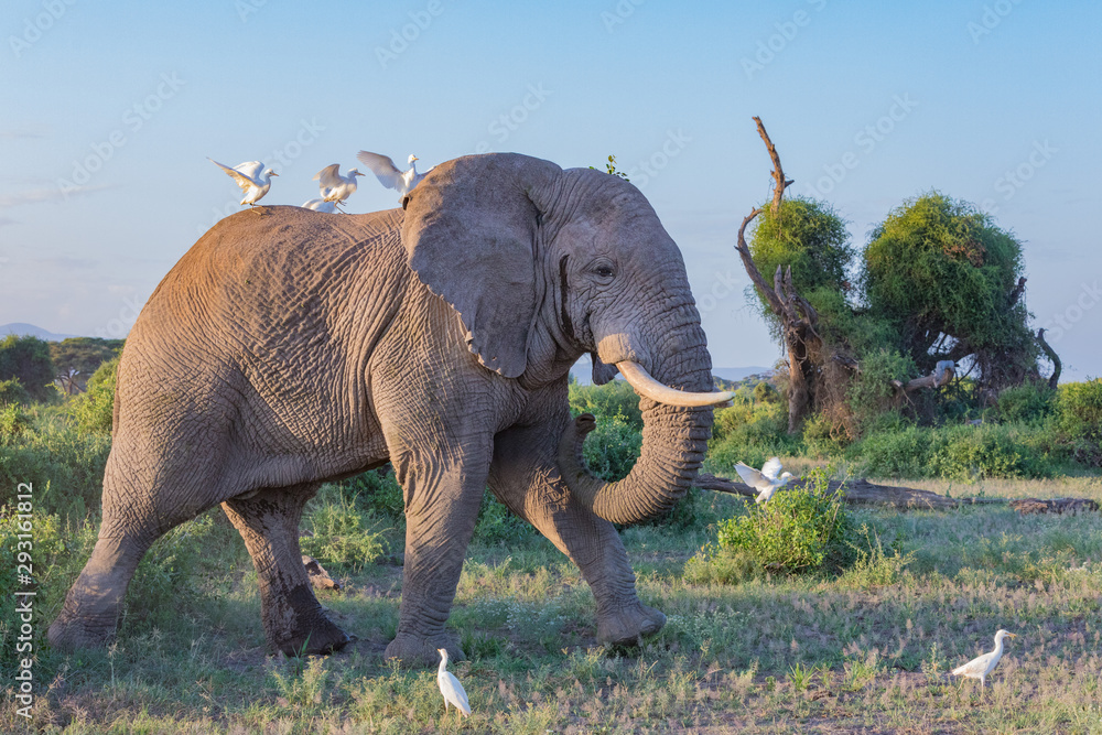 Fototapeta premium Elephant with companion birds at Amboseli National Park in Kenya, Africa