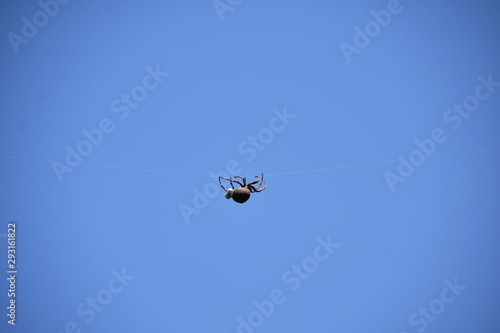 Big black spider across the air. Araneus ventricosus,species of orb weaving spider. It is called “Oni-gumo” in Japan.