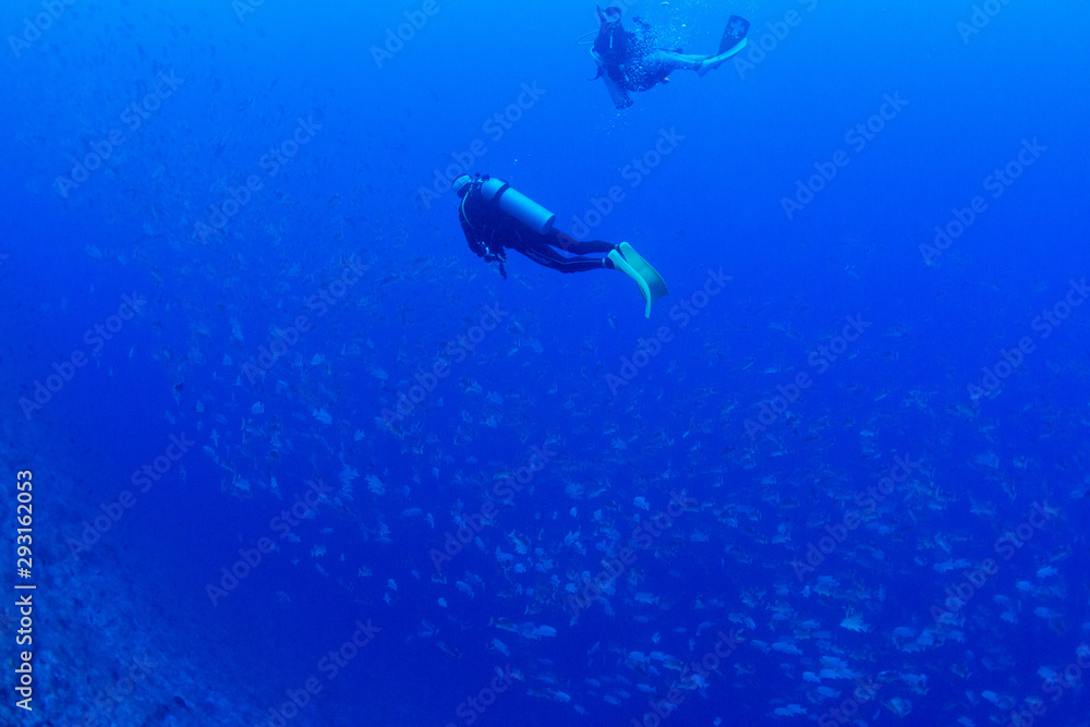 custom made wallpaper toronto digitalパラオ_ペリリュー_スキューバダイビング