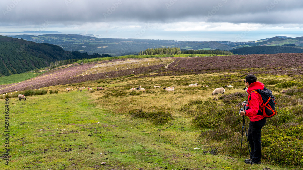 Lanscape of Wicklow way in a cloudy day with sheeps and excursionist girl.
