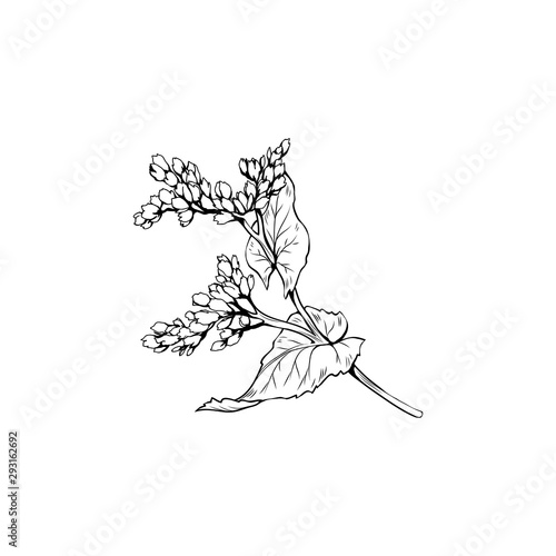 Mustard flower blossom vector illustration. Summer honey plant, canola leaves and petals freehand sketch. Blooming Sinapis rapeseed botanical engraving with inscription. Poster, banner design element