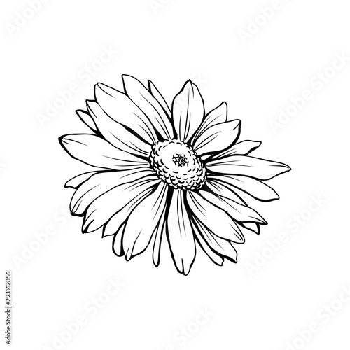 Daisy flower with bud freehand vector illustration. German chamomile, Matricaria chamomilla monochrome outline. Honey plant, wild flower engraving. Homeopathic herb, wildflower with name drawing