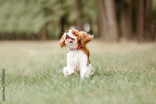 Cavalier King Charles Spaniel dog for a walk Fototapeta