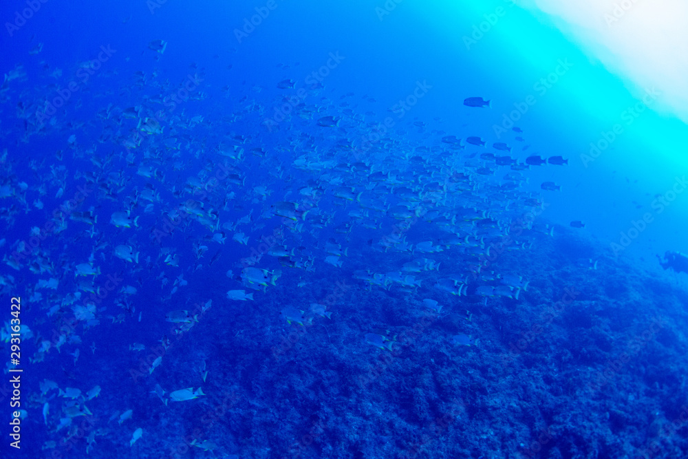 Fototapeta premium パラオ_ペリリュー_スキューバダイビング