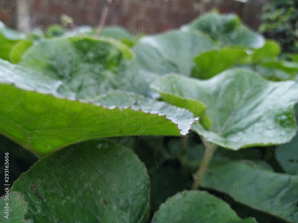 green leaf with drops of water green leaf with drops of water