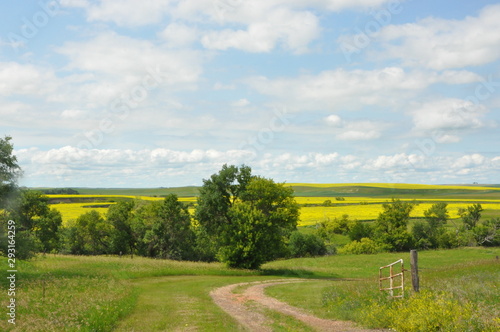Road to Canola