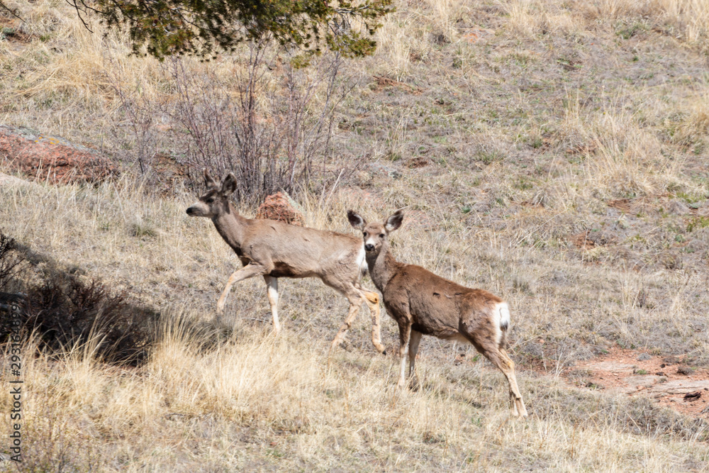 Herd of Mule Deer in the Sun Herd of Mule Deer in the Sun