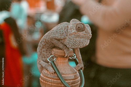 iguana macro watching 