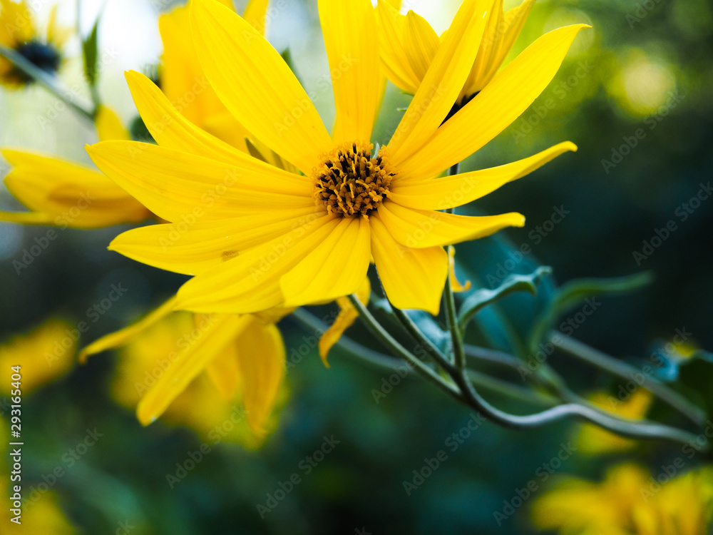 The yellow flower of Jerusalem artichoke The yellow flower of Jerusalem artichoke