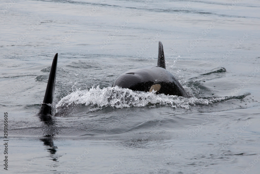 Fototapeta premium Orcas oder Killerwale vor Galiano Island, Kanada
