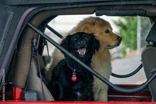 Canvas Print Two dogs, a beige Eurasier and a black Cocker Spaniel sitting together in a jeep