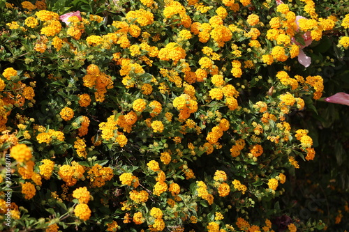 Yellow flowering Lantana camara