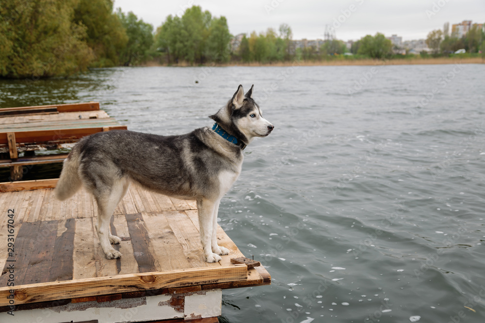 Siberian Husky for a walk in the park near the lake. Siberian Husky for a walk in the park near the lake.