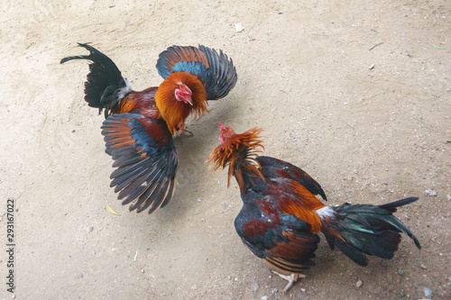 The traditional entertainment in the Philippines is cockfighting. 2018 year