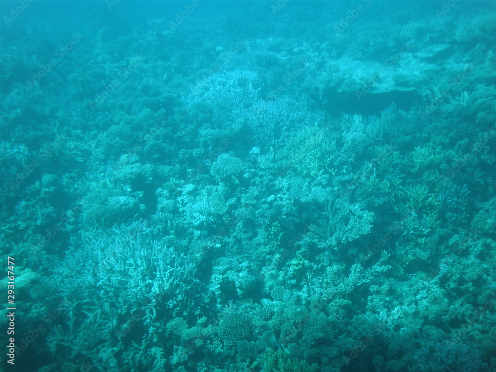 Beautiful seascape of reef sea in seaweed