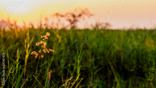 grassflower with sunset background