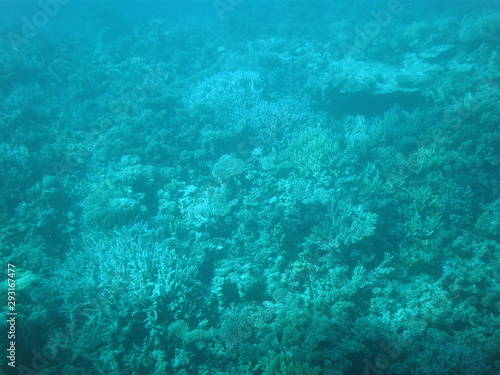 Beautiful seascape of reef sea in seaweed