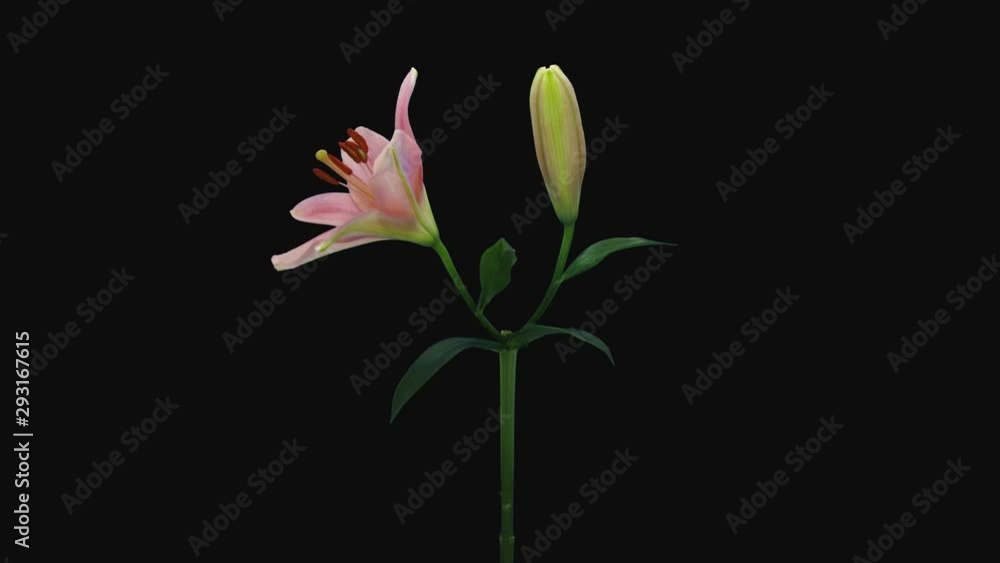 Time-lapse of opening two pink lily blossoms 6a1 in PNG+ format with ALPHA transparency channel isolated on black background Time-lapse of opening two pink lily blossoms 6a1 in PNG+ format with ALPHA transparency channel isolated on black background
