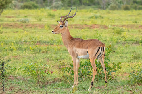 A male impala  Aepyceros melampus  on an african savannah  Welgevonden Game Reserve  South Africa.