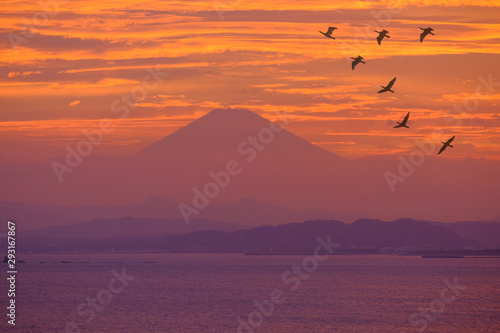 Birds flying in the evening, beautiful light in the sea in japan