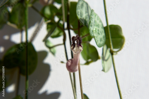Ceropegia woodii variegata pink flowering a pink and violet flower. House plant on white background close-up