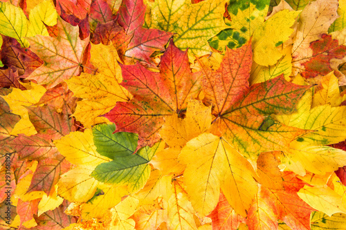 Maple leaves Autumn red yellow background