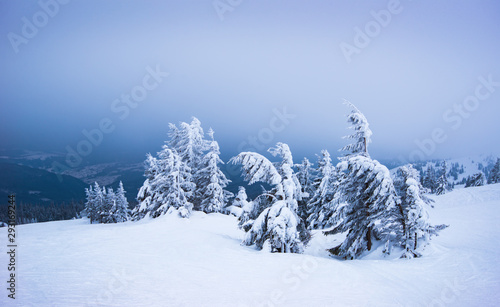 Wallpaper Mural Harsh winter landscape inclined spruce trees Torontodigital.ca