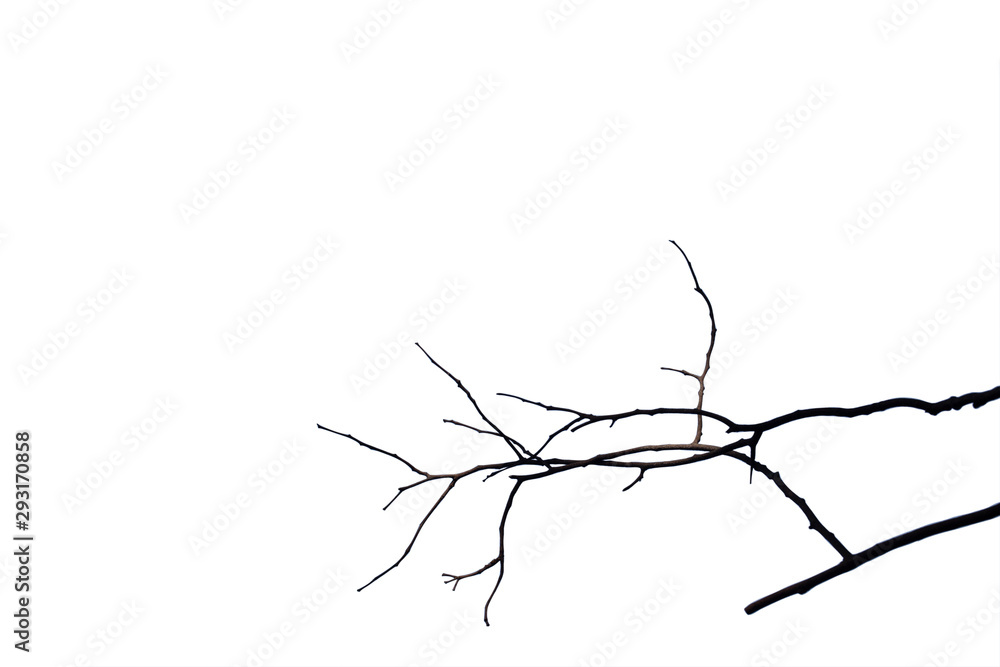 Dead branches , Silhouette dead tree or dry tree on white background with clipping path. Dead branches , Silhouette dead tree or dry tree on white background with clipping path.