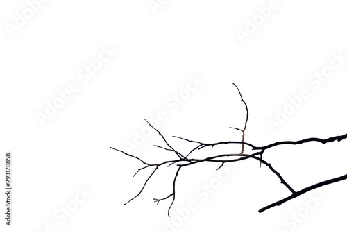 Dead branches   Silhouette dead tree or dry tree on white background with clipping path.