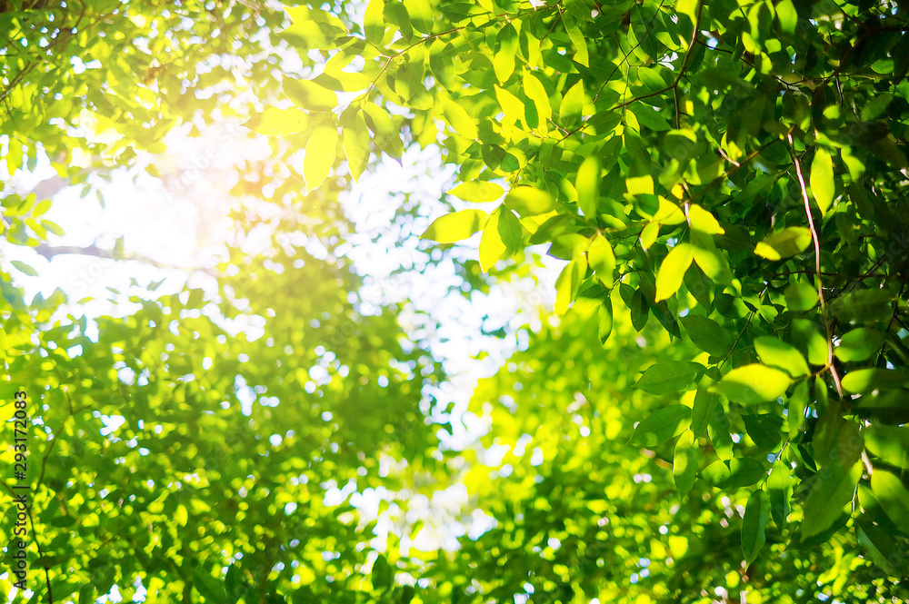 Green leaves background with sun light for design, background concept, Spring and Summer concept, blur image.