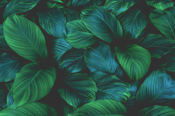 leaves of Spathiphyllum cannifolium, abstract green texture, nature background, tropical leaf