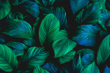 leaves of Spathiphyllum cannifolium, abstract green texture, nature background, tropical leaf