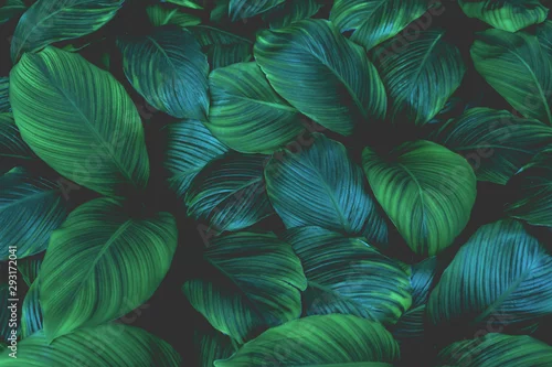 Panel kuchenny z motywem leaves of Spathiphyllum cannifolium, abstract green texture, nature background, tropical leaf