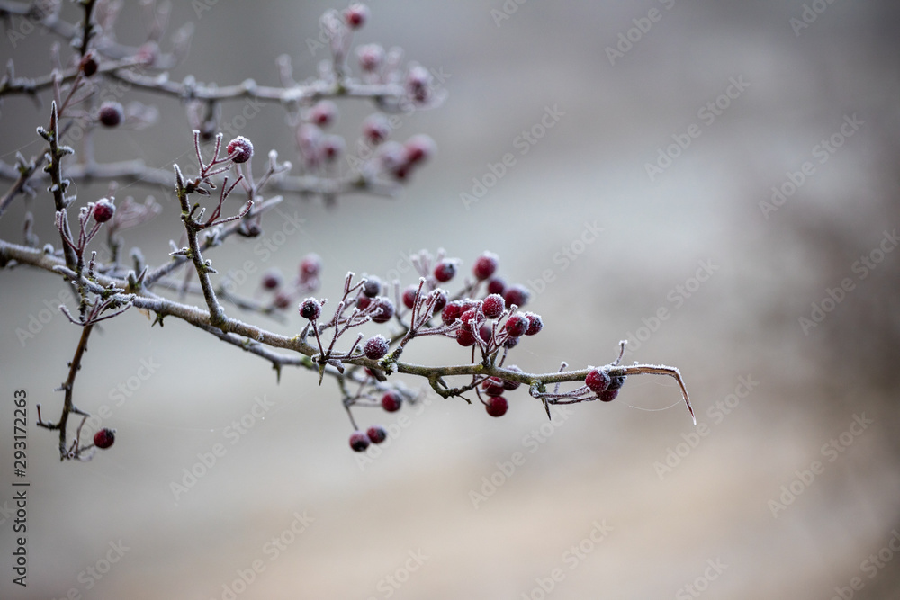 Frosted berries on tree