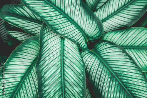 green leaves nature  background  closeup leaves texture  tropical leaves