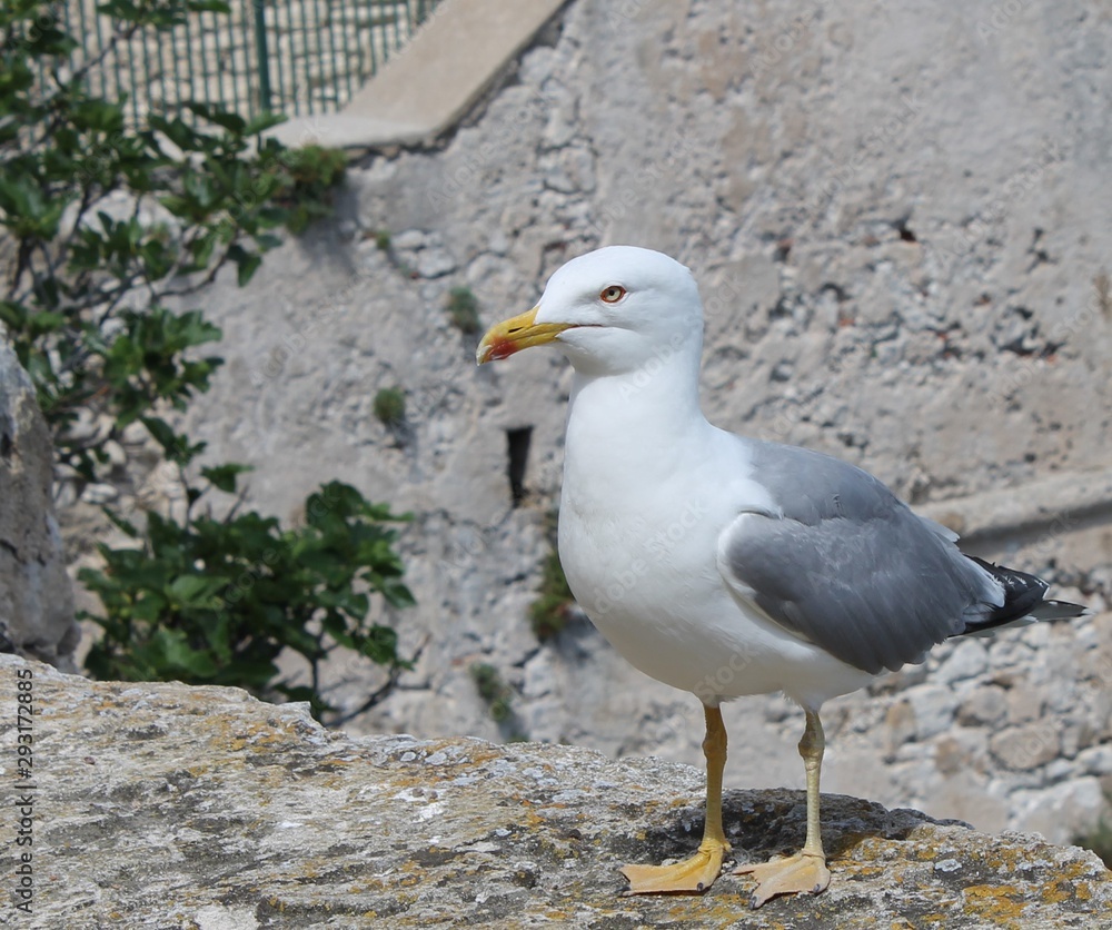 Obraz premium oiseau