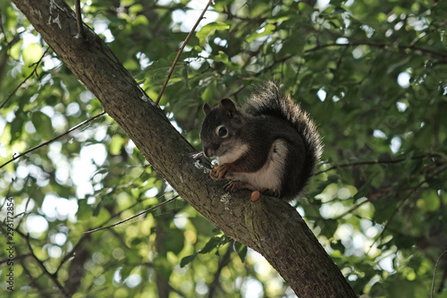 Kleines Eichhörnchen in freier Wildbahn, auf einem Ast sitzend
