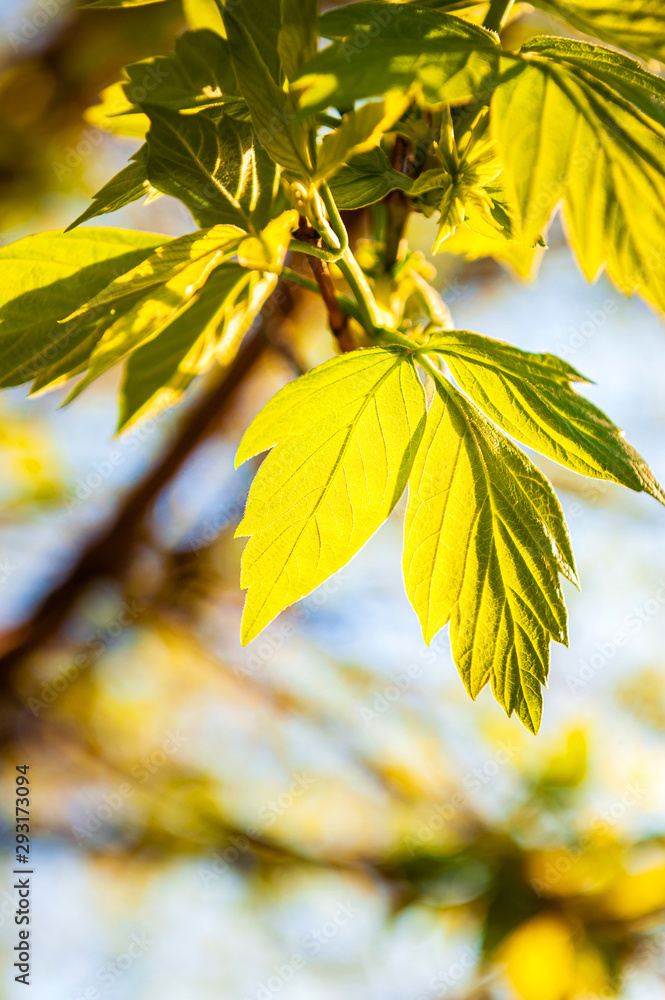 Obraz premium yellow green maple leaves on background of blue sky