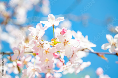 Cherry flowers on blue background © Maxim B
