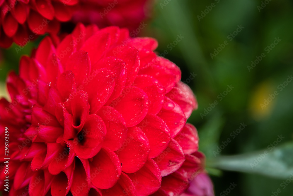 Red Dahlia Flower