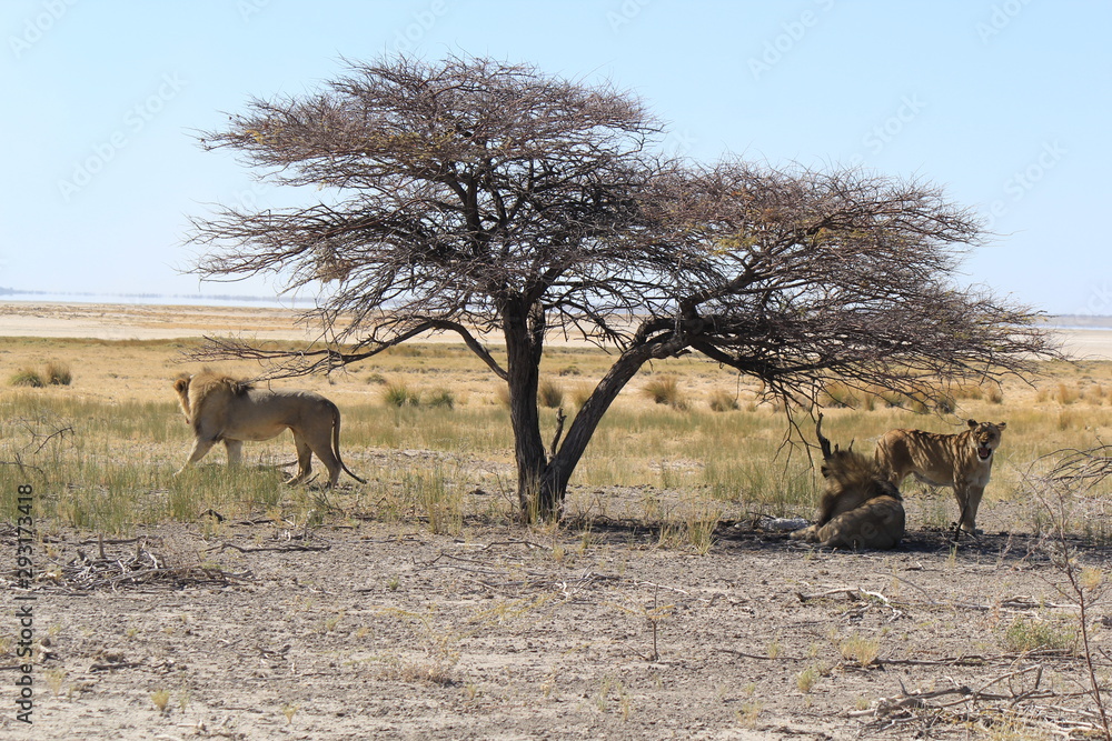 Lions under a tree in Etosha National Park