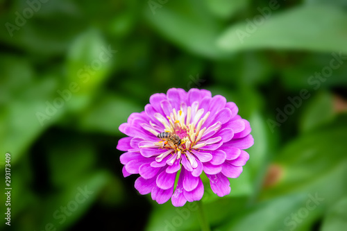 Purple flower Zinnia elegans with bee