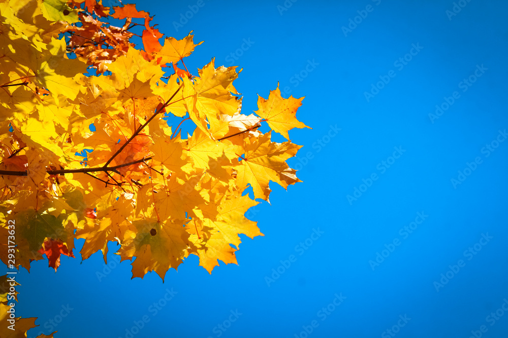 Yellowing needle-like larch leaves against a bright blue sky. Yellowing needle-like larch leaves against a bright blue sky.
