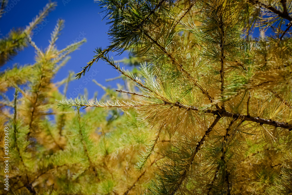 Yellowing needle-like larch leaves against a bright blue sky. Yellowing needle-like larch leaves against a bright blue sky.