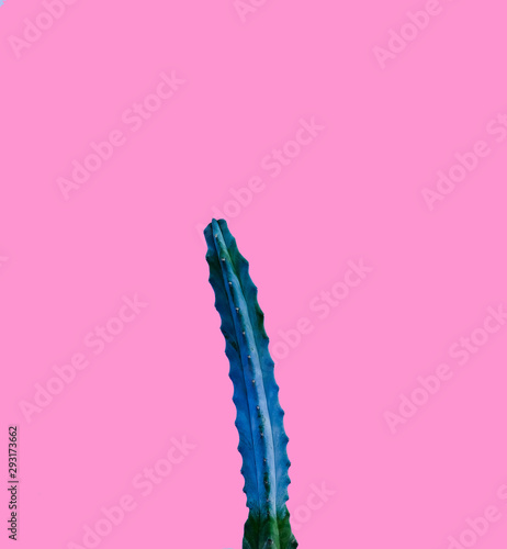 Background of tons cactus pink backdrop