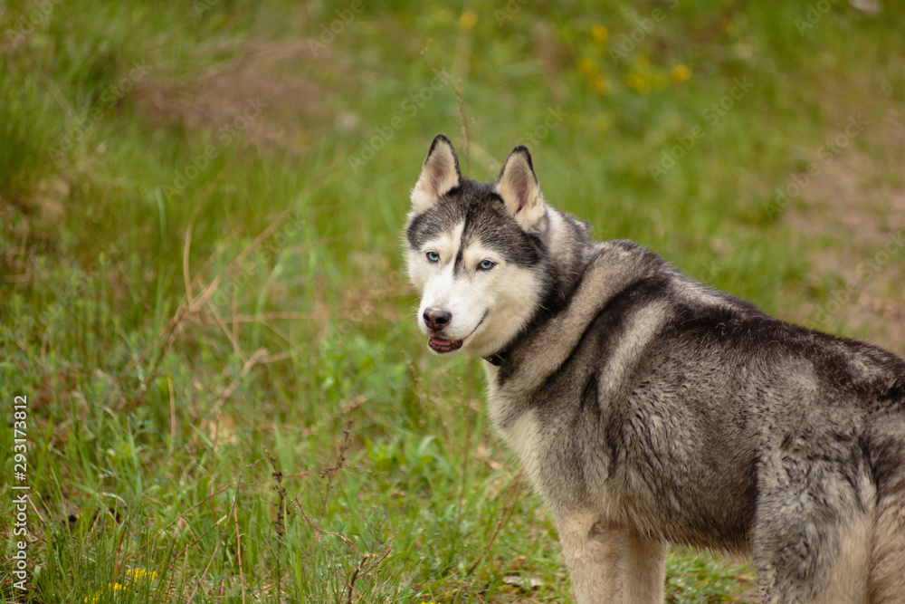 Siberian Husky for a walk in the park near the lake. Siberian Husky for a walk in the park near the lake.