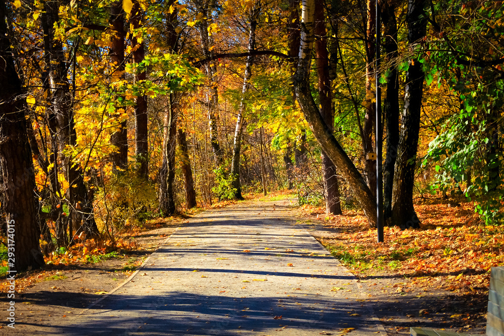 Fototapeta premium Autumn forest trail is covered with yellow leaves, the road goes into the distance.