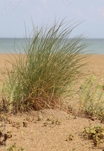 tropical plant on the sand by the sea